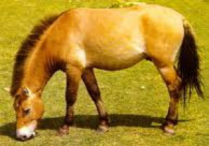 Kůň Przewalského